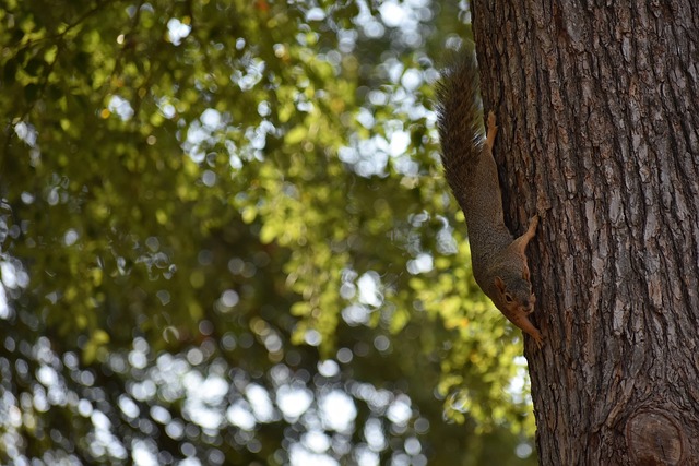 临于两队球 临于两队球